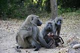 Ethiopia - Mago National Park - Baboons - 13